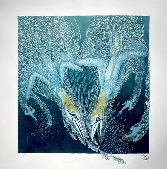 258 - Northern Gannets