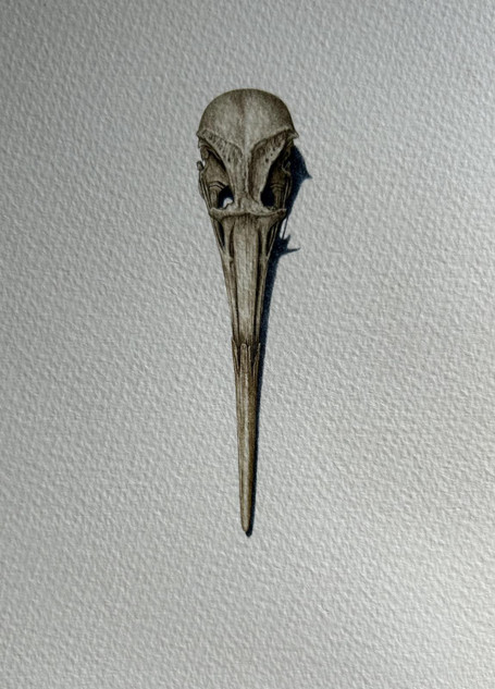 306 - Oystercatcher Skull