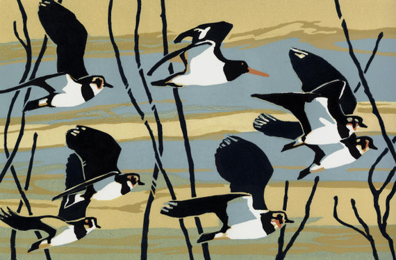 023 - Staying with Lapwings