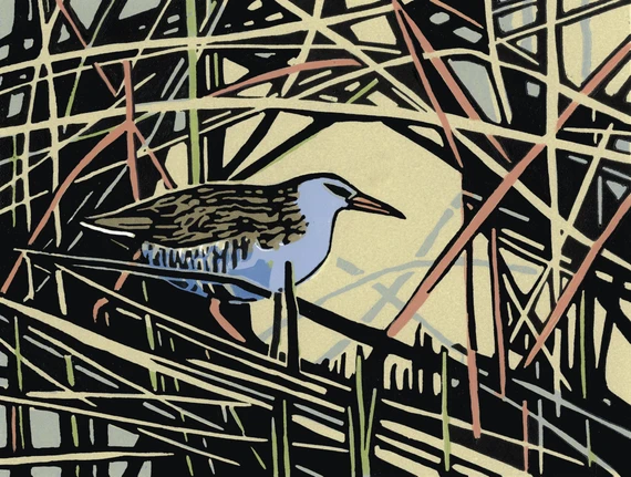 024 - Water Rail