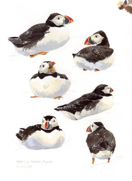 059 - Puffins on Mykines