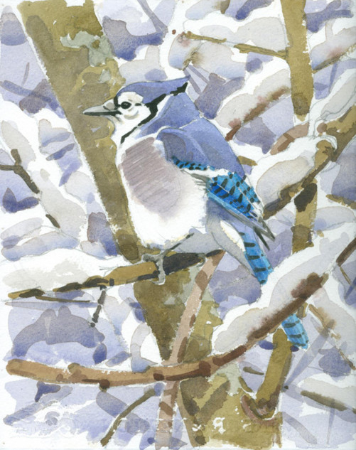 071 - Blue Jay in heavy snow