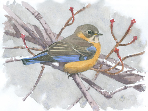 072 - Bluebird (female) and Red Maple buds