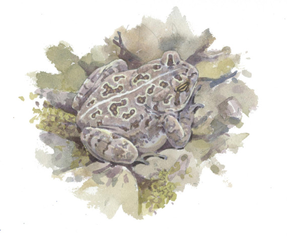 075 - Fowler's Toad, Tidmarsh