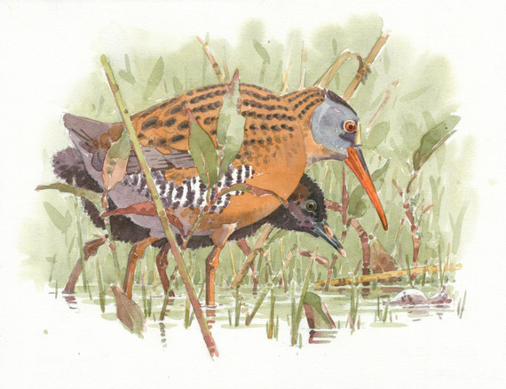078 - Virginia Rail and young