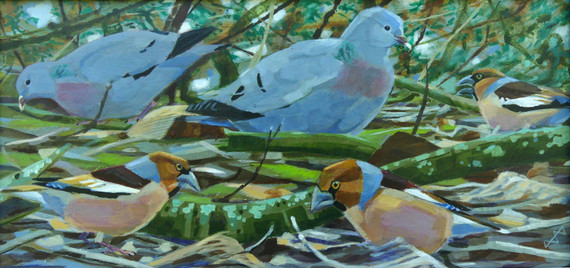 080 - Hawfinch and Stock Dove study
