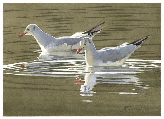 098 - Black-headed Gulls swimming