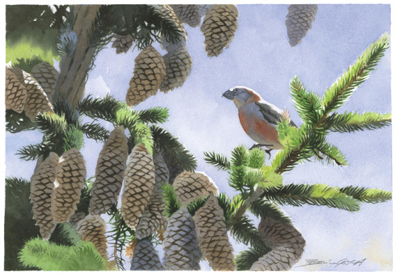 099 - Common Crossbill on a Spruce