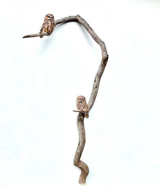 112 - Little Owls