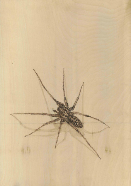 159 - House Spider