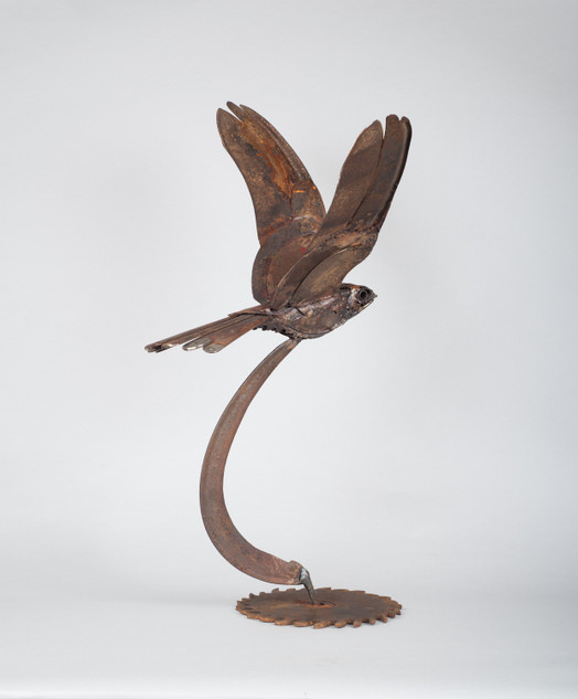 201 - Flying Nightjar