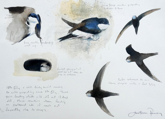 245 - House Martin and Swift studies