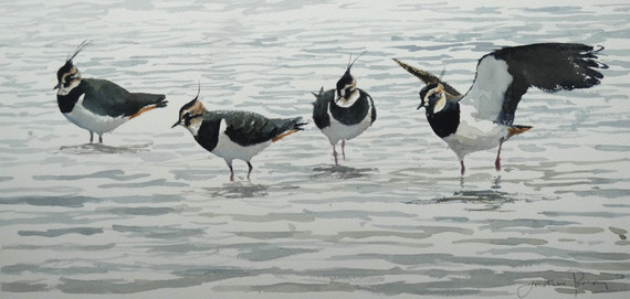 246 - Lapwing alighting