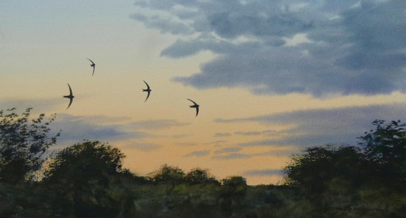 249 - Swifts at dusk