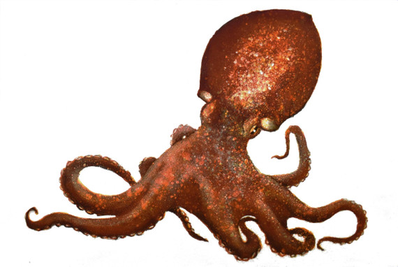 278 - 'Curious' Curled Octopus, Loch Melfort (Hope Spot)