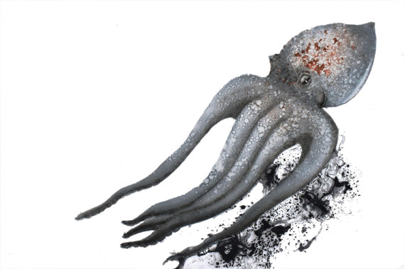 279 - 'Escape' Curled Octopus, Loch Melfort (Hope Spot)