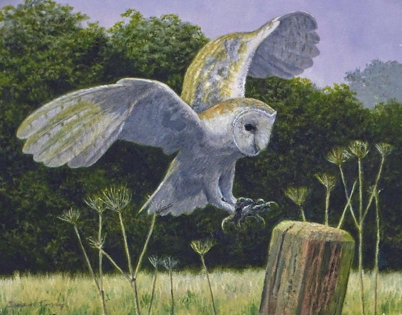 324 - Barn Owl