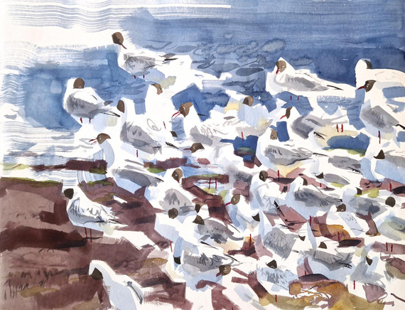 358 - Preening Black-headed Gulls II