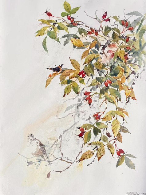 363 - Rosehips, Red Admiral and watching Spotted Flycatcher