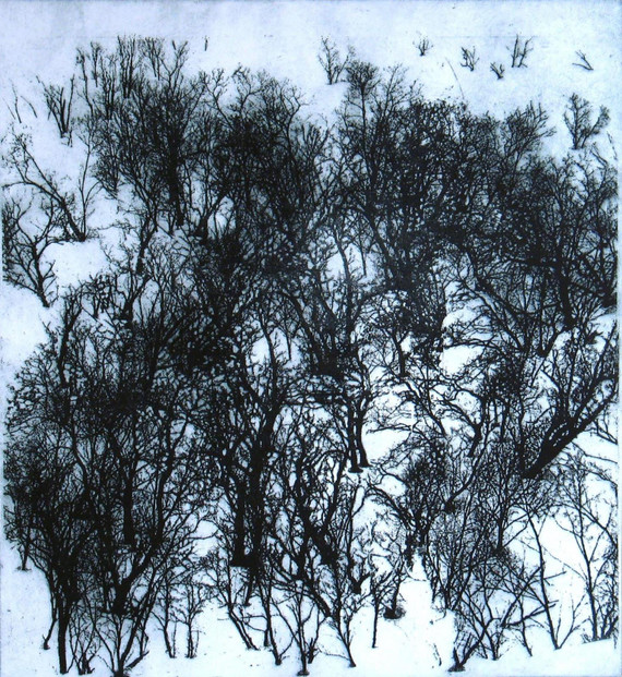 356 - Enchanted Forest