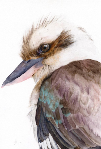 439 - George - Kookaburra