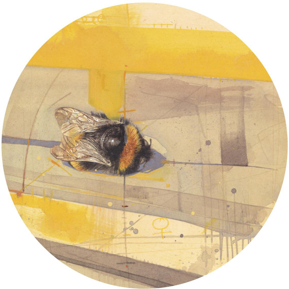 455 - Bombus Terrestris (Queen)