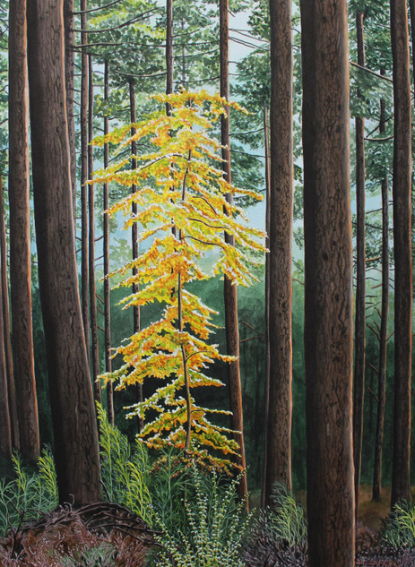 462 - Delamere Forest