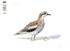 080 - Bush Stone-curlew