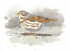 085 - Fox Sparrow, Princeton