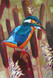 093 - Bullrush Kingfisher