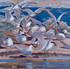 119 - Sandwich Terns