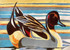 138 - Drake Pintail tail displaying
