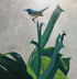 148 - Variable Sunbird on Giant Strelitzia