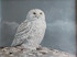 226 - Snowy Owl