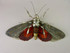 229 - Red Underwing Moth