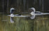 240 - Black-throated Divers, North West Highlands