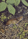 327 - Wood Mouse