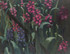Renewal of the Hyacinth