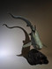 201 - Thresher Shark
