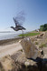 303 - Curlew: Preparing for Take-Off