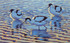 018 - Three Avocets at the creek