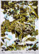 041 - Common Frog