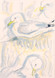 043 - Kittiwake sketches. Dunbar. 07/06/26