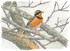 084 - Varied Thrush, Petersham, MA