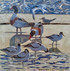 107 - Avocets, Shelducks and Terns