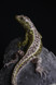 124 - Sand Lizard