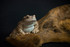 125 - Toad migration