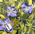 128 - Orange-tip and Periwinkle