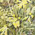 130 - Speckled Wood and Cowslips