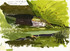 174 - Edible Frog field sketch